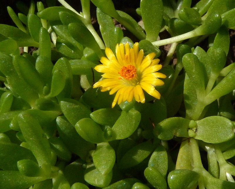 delosperma nubigenum