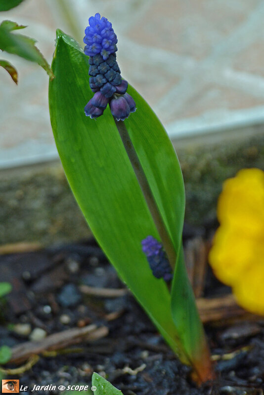 Muscari-latifolium