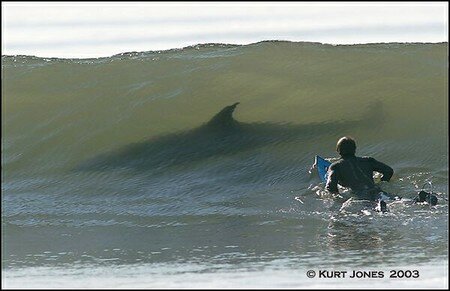 surf_shark
