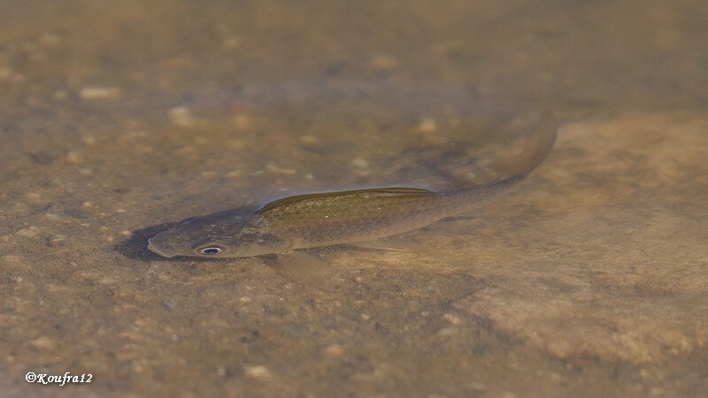 Photos JMP©Koufra12 - Le Caylar - Poissons - 21102018 - 0033