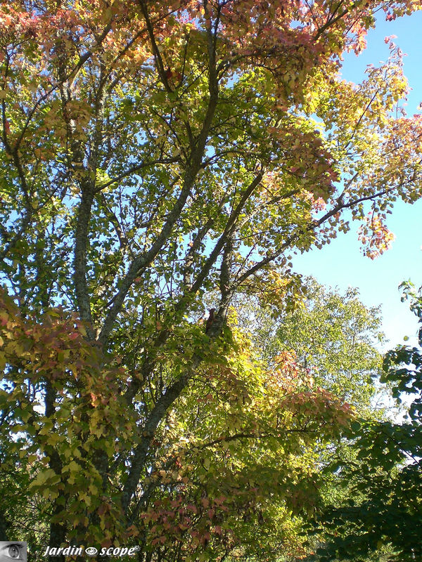 L'arbre aux écureuils…!