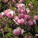 jardinalis_407_plantes_design_magnolia_soulangiana_soulangeana_3