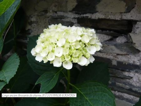 hortensia blanc 2011 ardoisea