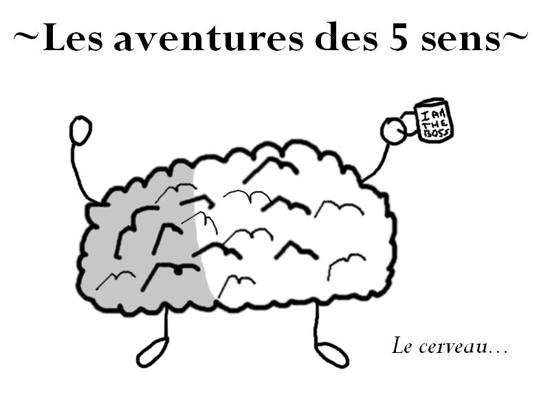 Le cerveau !