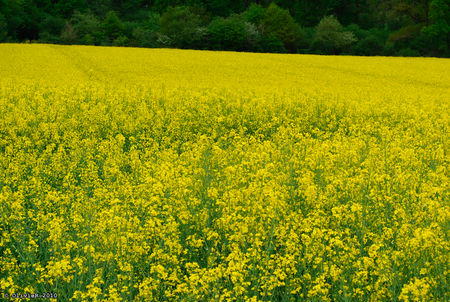 20100501_13h18_Fontevraud