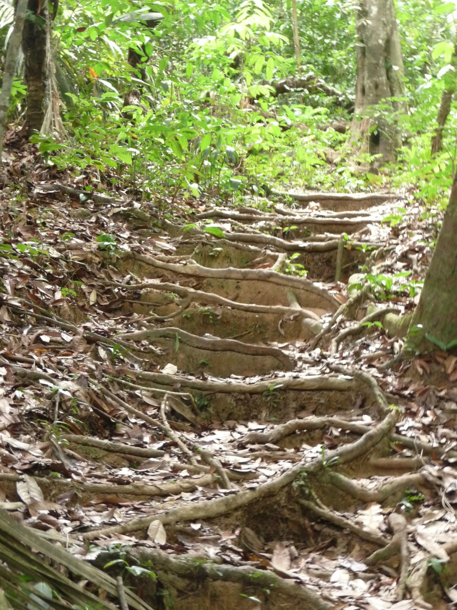 Kourou - Montagne des singes