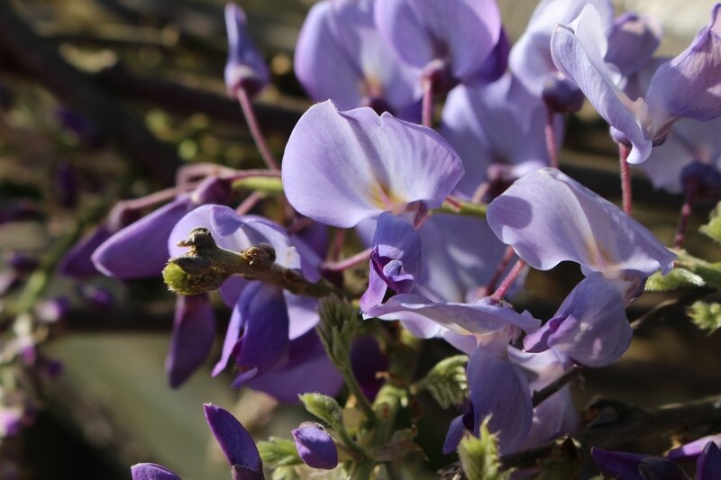 GLYCINE