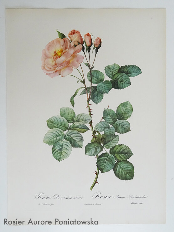 8 Rosier Aurore Poniatowska Redouté