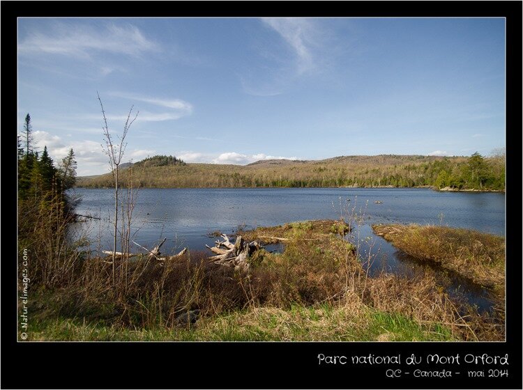 IMG_2605-naturelimages.com