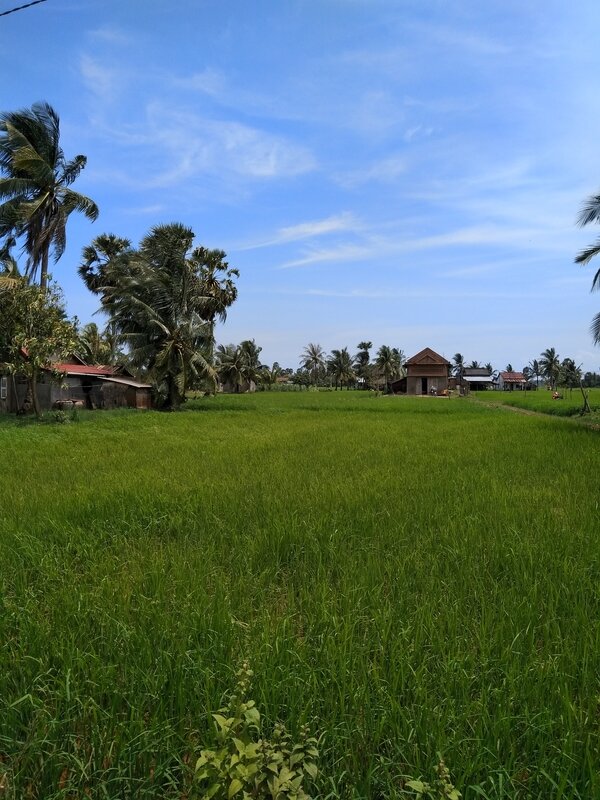 rizière de kampot