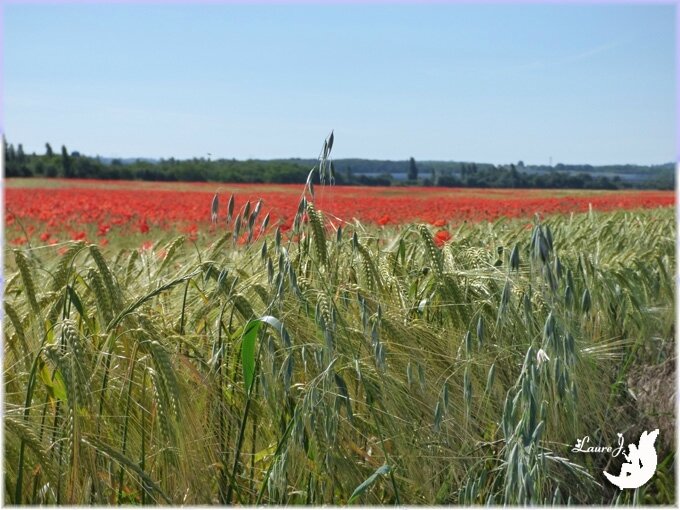 coquelicots Corbas 3