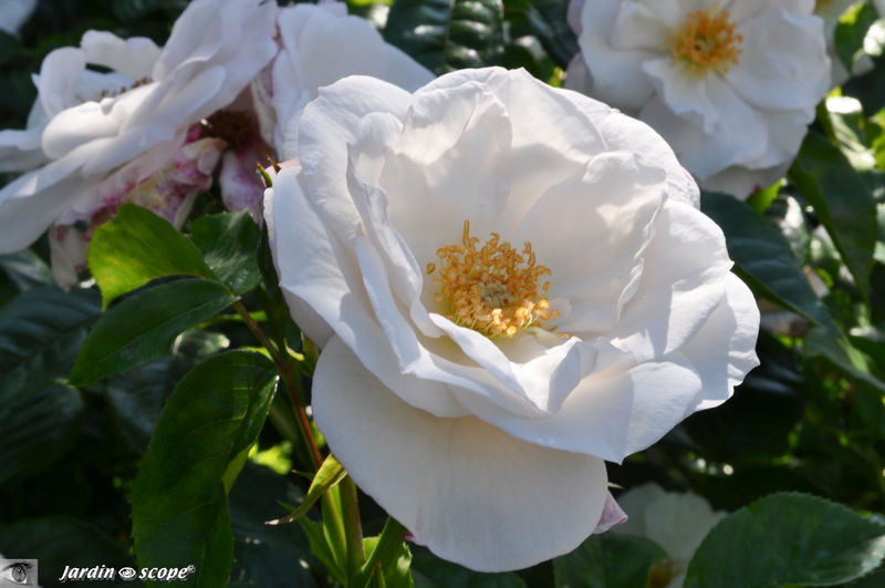 Rosier 'Pearl Drift'