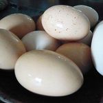 oeufs