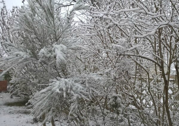 jardin en février 2018 le 5 épisode neigeux 02