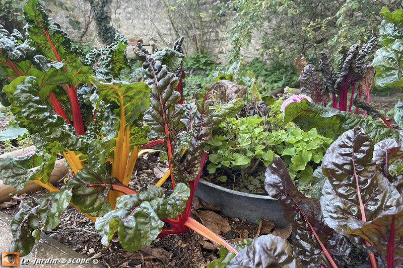 Potager-André