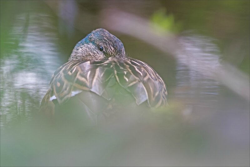 Galuchet oiseau canard 100318 7 dort