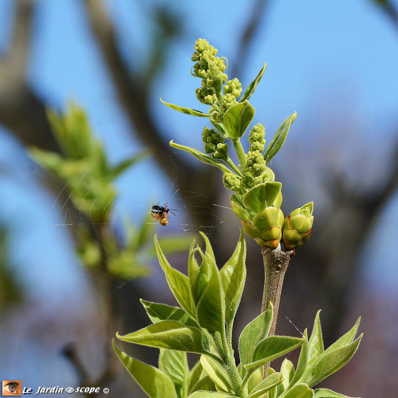 Lilas commun • Syringa vulgaris Mme Lemoine