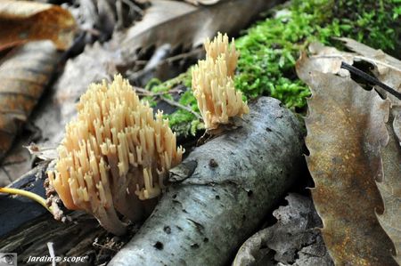artomyces_pyxidatus-3