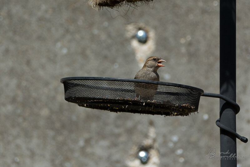 Moineau domestique