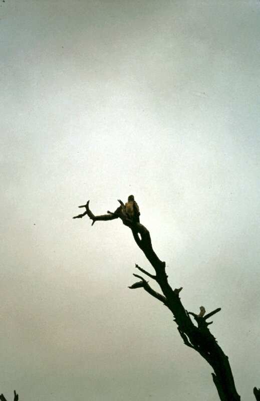 amboseli oiseaux a