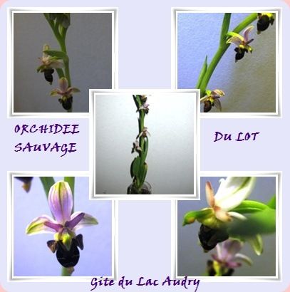 orchides du lot