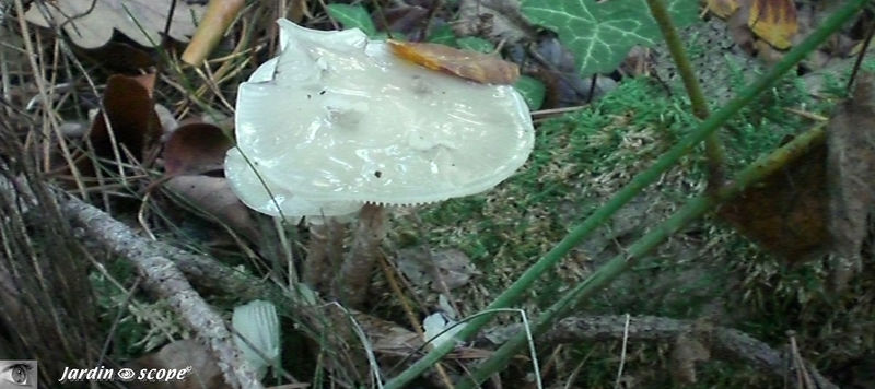 Oudemansiella_mucida