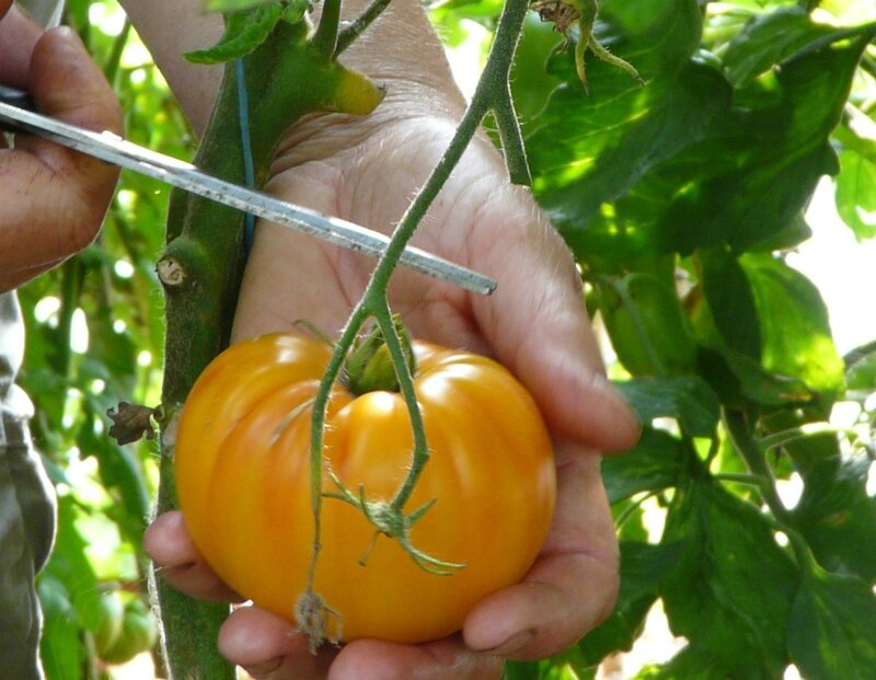 21-tomates-