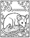 color_opossum