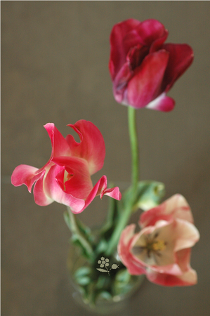 Tulipes_avril_2011_1