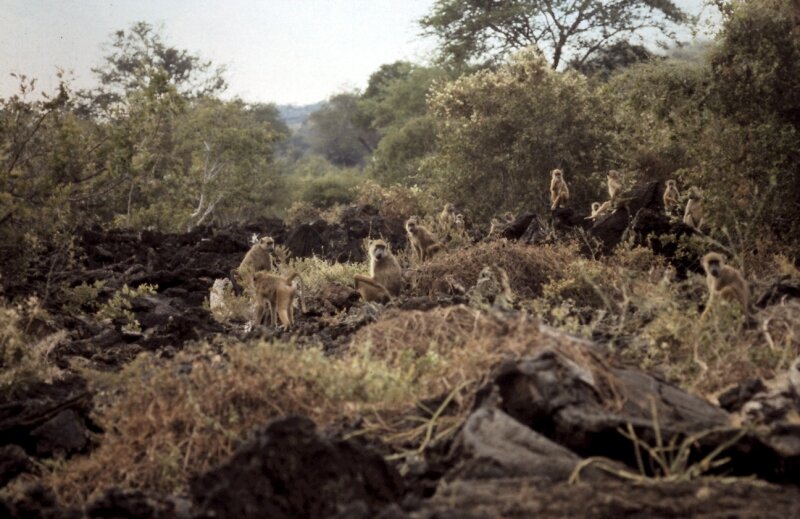 samburu babouin c