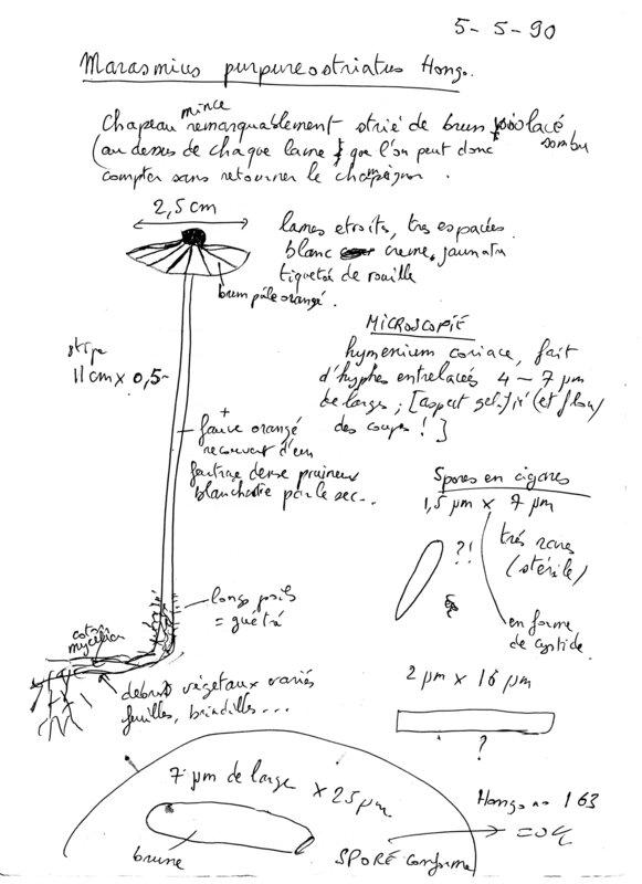 Marasmius_pupureostriatus