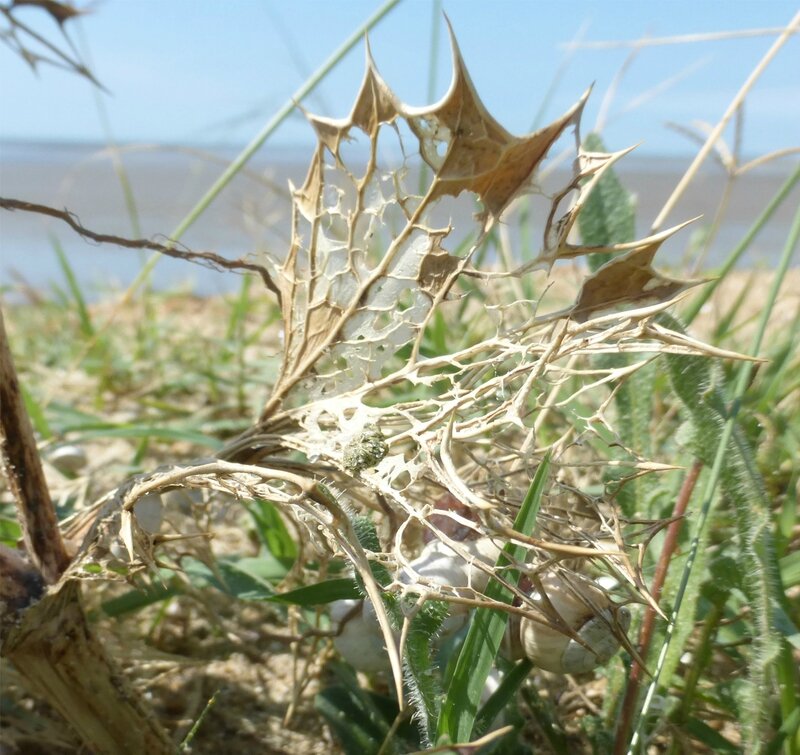 dentelle de chardon2