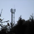 <b>Antennes</b>-relais et téléphones portables