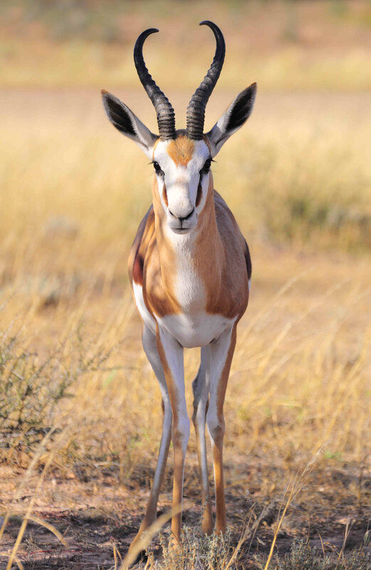 Springbok, parc du Kgalagadi, Afrique (4)