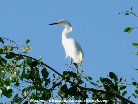 aigrette_neigeuse_Max