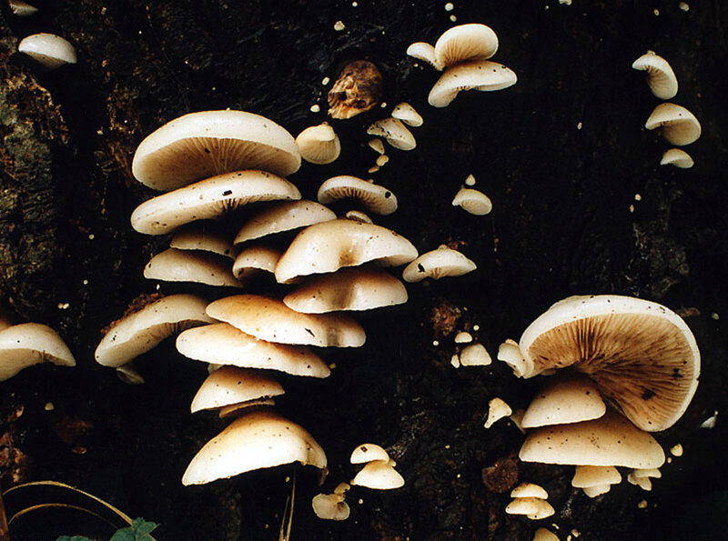Crepidotus mollis (Yves Deneyer) 1