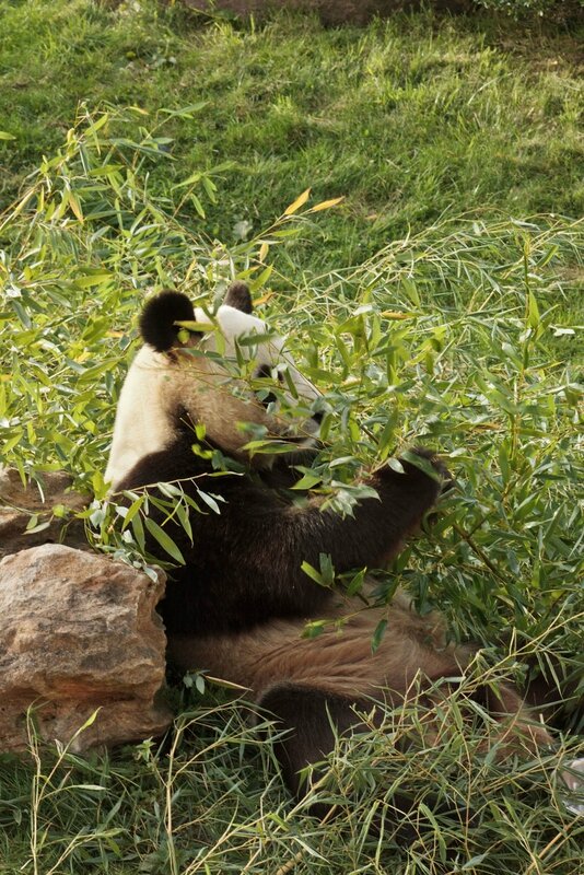 124-Panda Geant