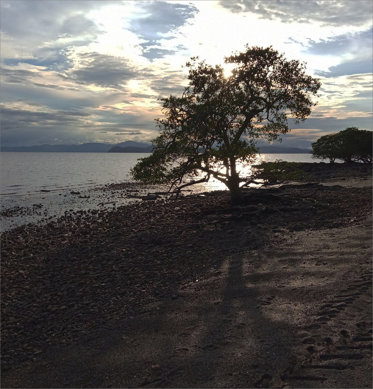J12 CR smartphone 121219 10 ym arbre seul plage