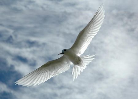 sterne_paradis_ange_ciel_1074810