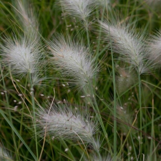 Pennisetum-villosum-8404-2