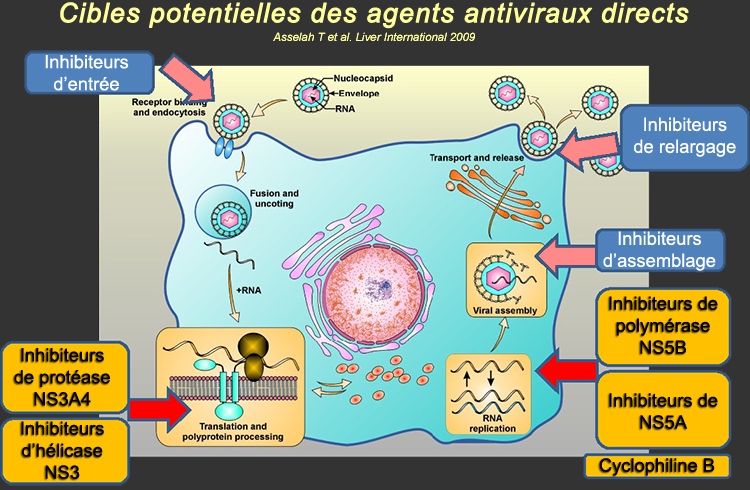 cibles potentielles des AAD