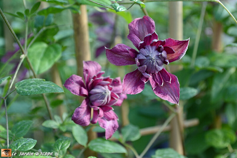 Clématite 'Purpurea Plena Elegans'