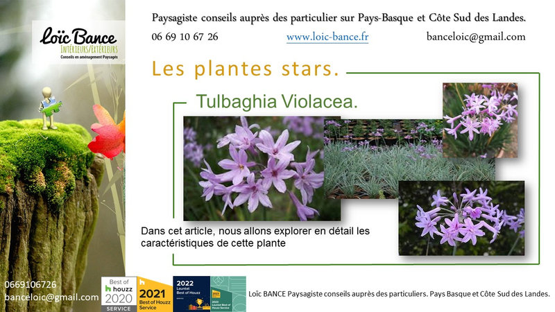 Paysagiste-Pays-Basque-Paysagiste-Landes-Tulbaghia-Violacea