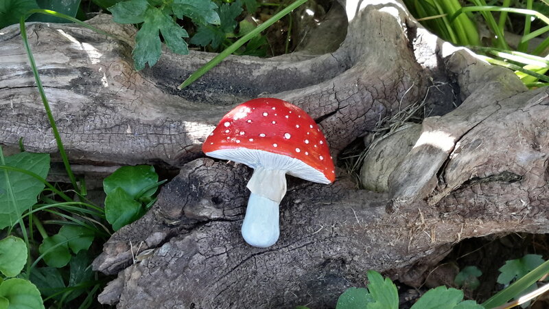 Lovely mushroom