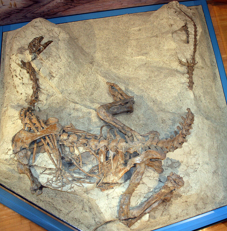 800px-Plateosaurus_MSF23