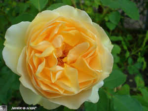 Rosier_Graham_Thomas