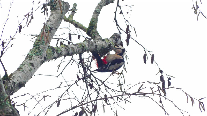 Oiseau pic épeiche bouleau 4 261023