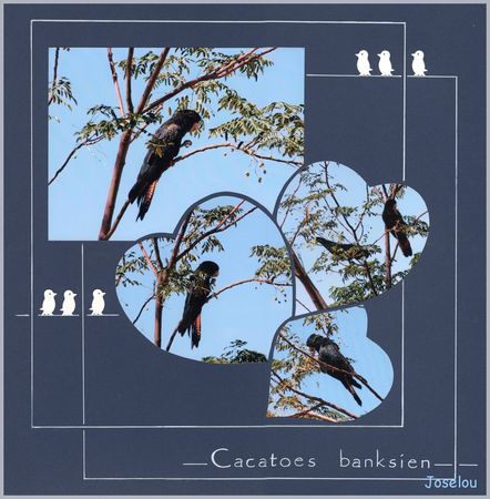 Cacatoes_banksien_1