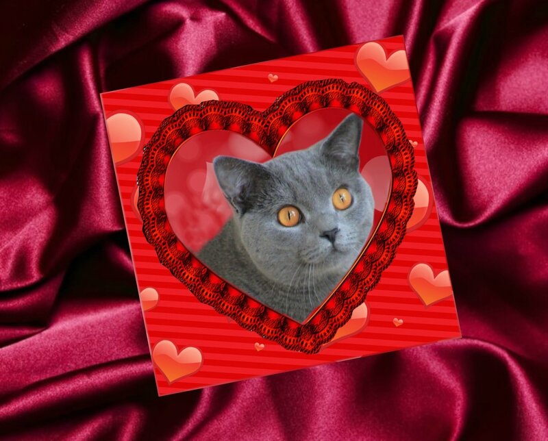 carte saint valentin personalisable avec chat