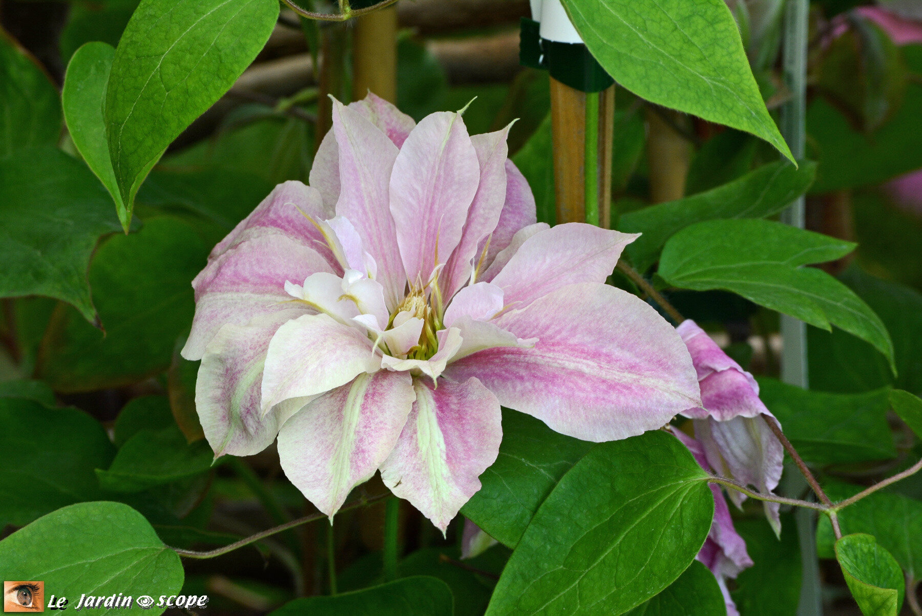 Clématites Princesse alexandra